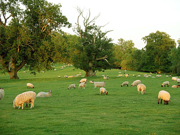 Sheep are grazed in Highclere Park near to the Castle as well as on many pastures throughout the Estate