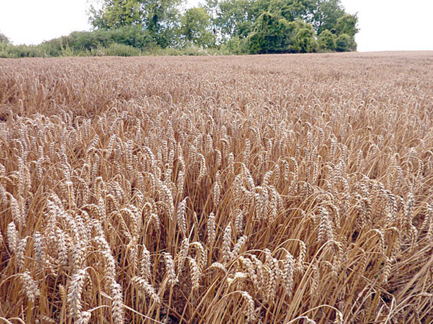 Wheat field on the Highclere Estate